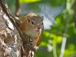 Image of Smith's Bush Squirrel