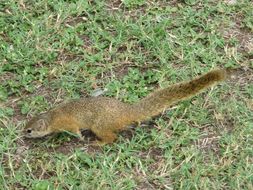 Image of Smith's Bush Squirrel