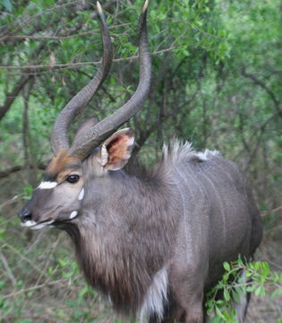 Image of Nyala