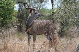 Image of Greater Kudu