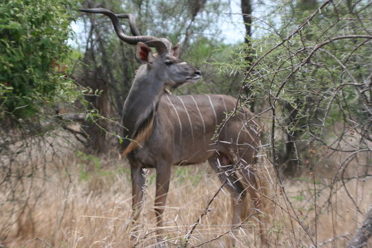 Image of Greater Kudu