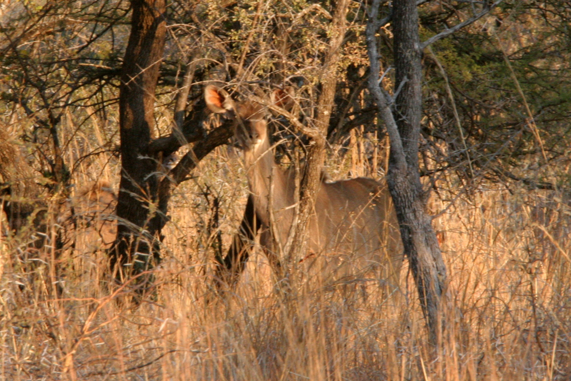 Image of Greater Kudu