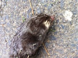 Image of Cape Golden Mole