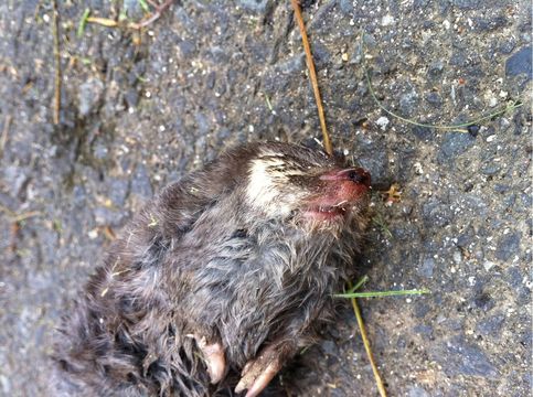 Image of Cape Golden Mole