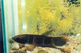 Image of Betta pi Tan 1998