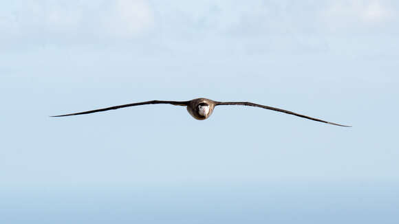 Amsterdam albatrosu resmi