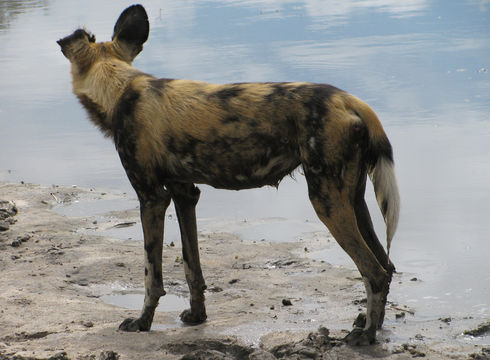 Image of African Hunting Dog