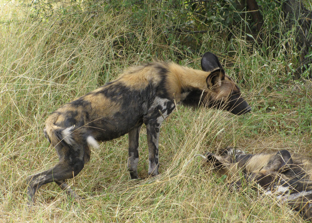 Image of African Hunting Dog