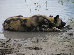 Image of African Hunting Dog