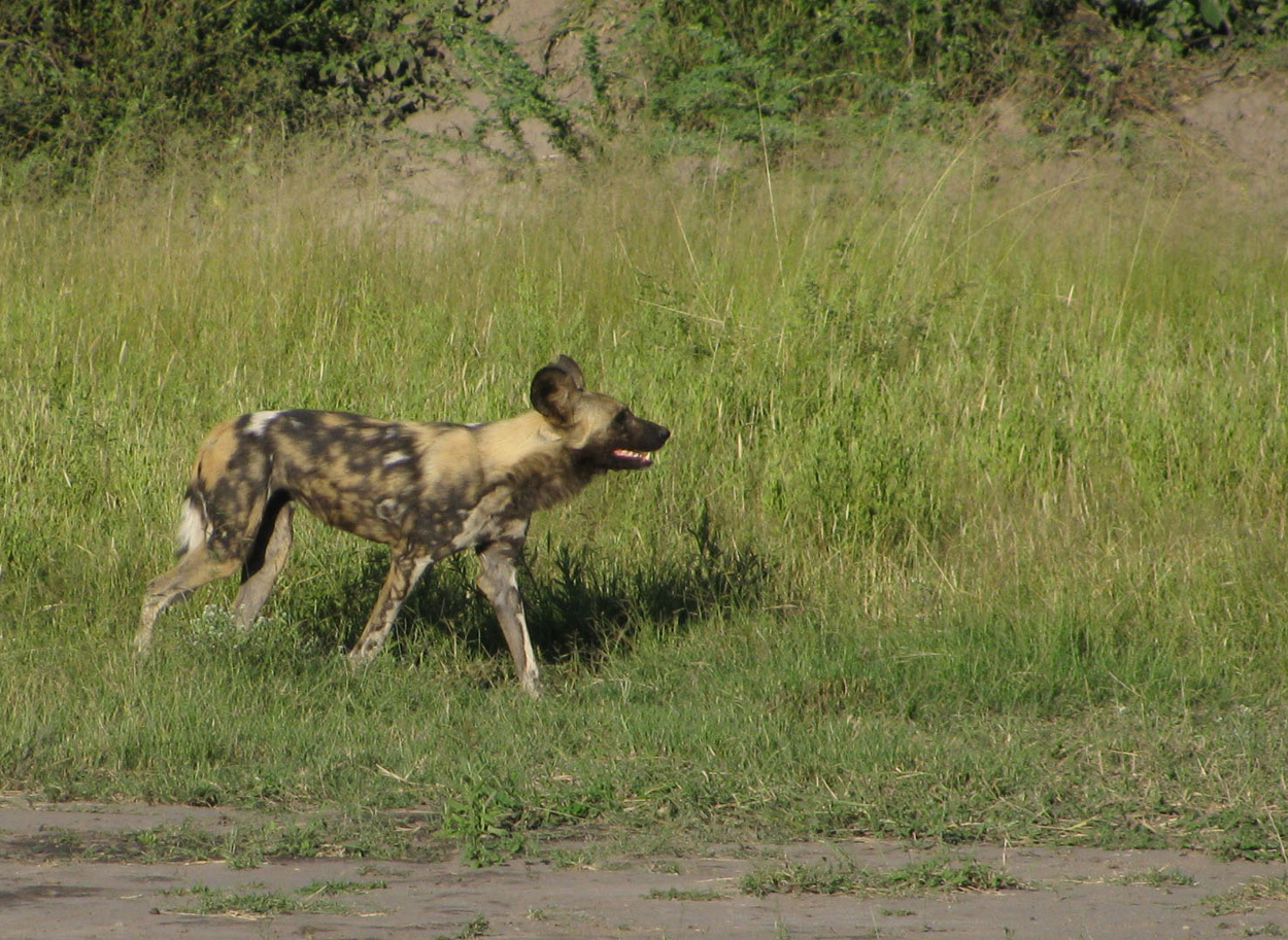 Image of African Hunting Dog