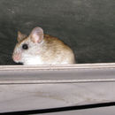 Image of Bushveld Gerbil