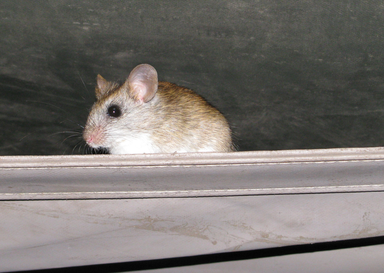 Image of Gerbils