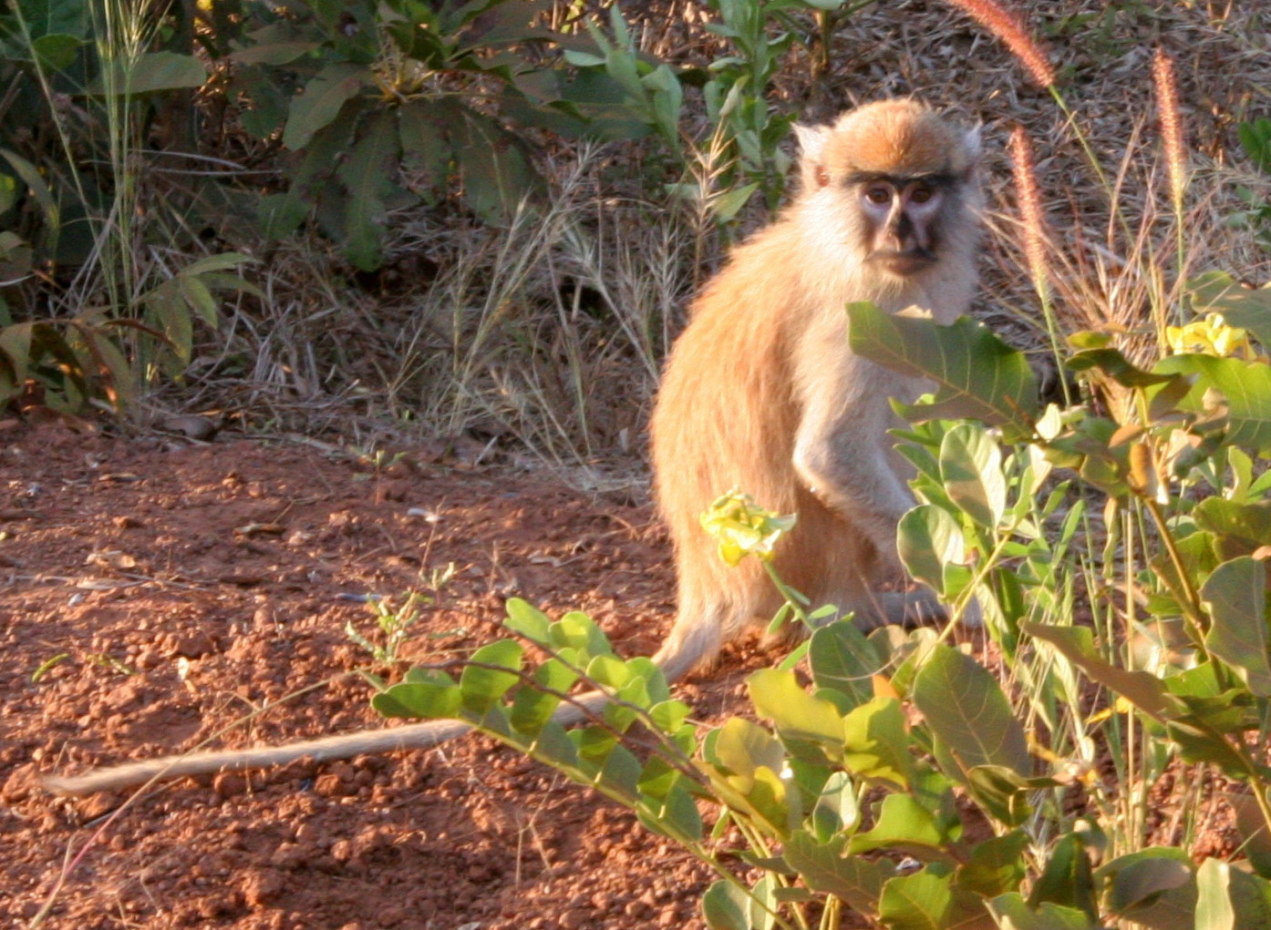 Image of Patas Monkey