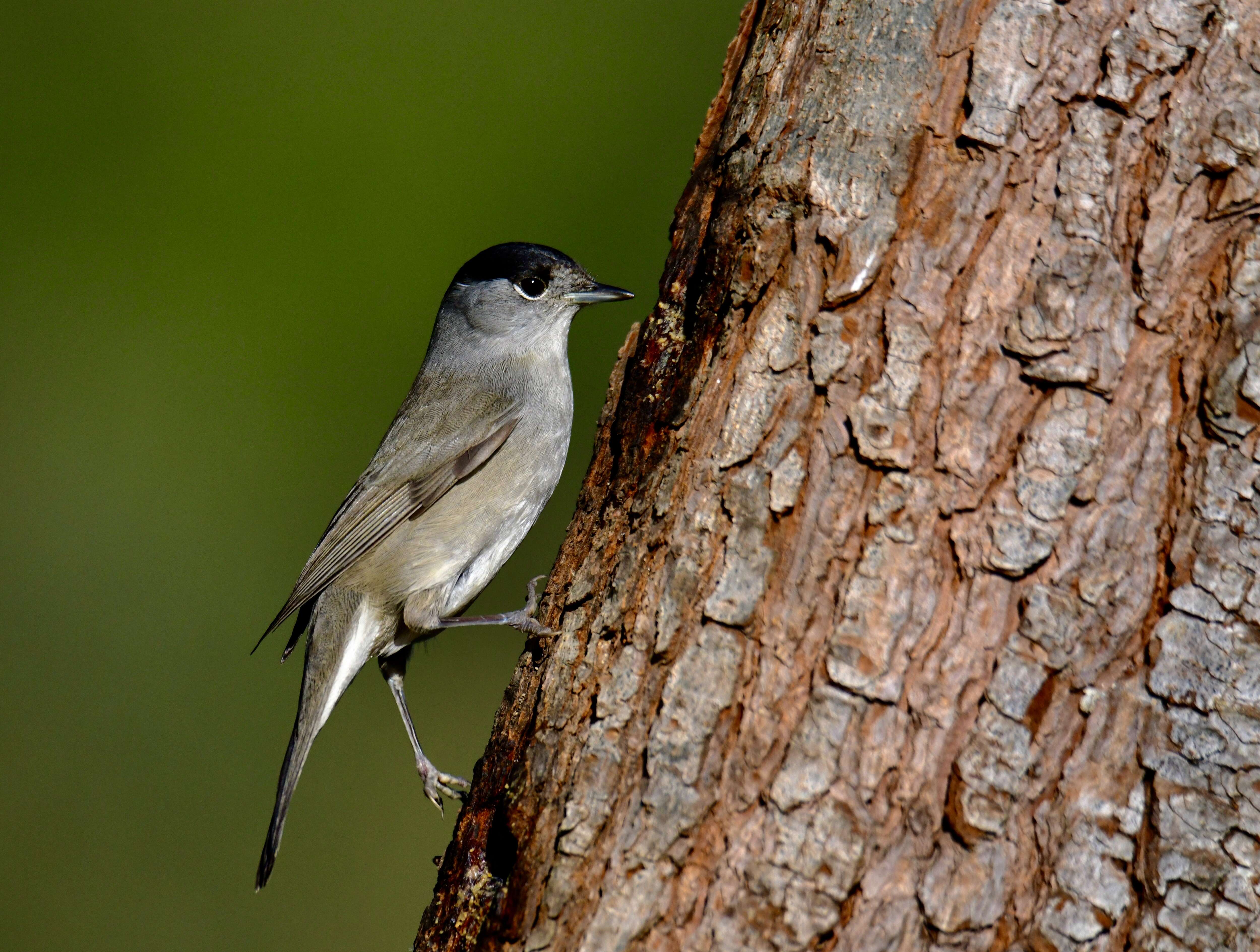 Imagem de Sylvia atricapilla (Linnaeus 1758)