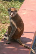 Image of Patas Monkey