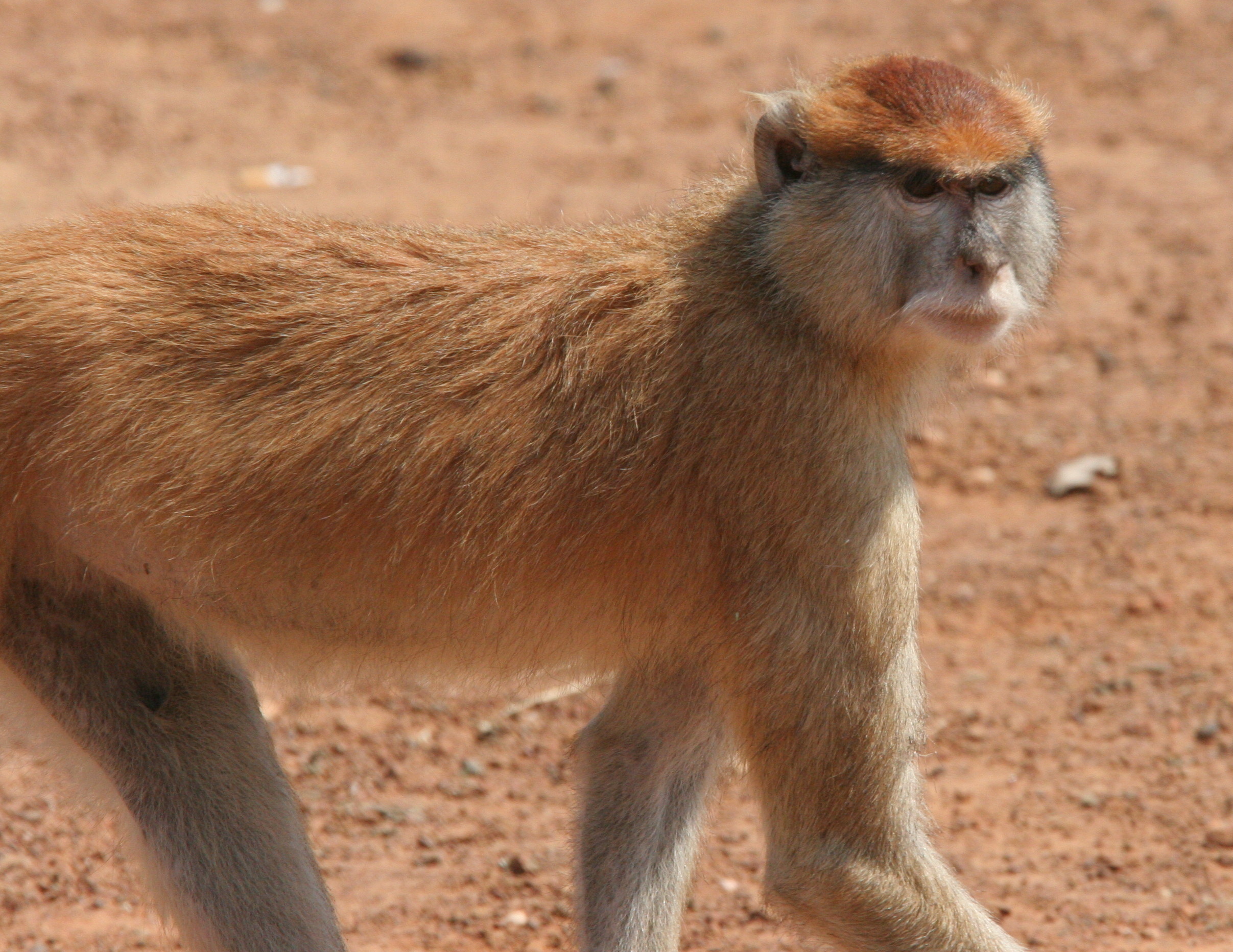 Image of Patas Monkey