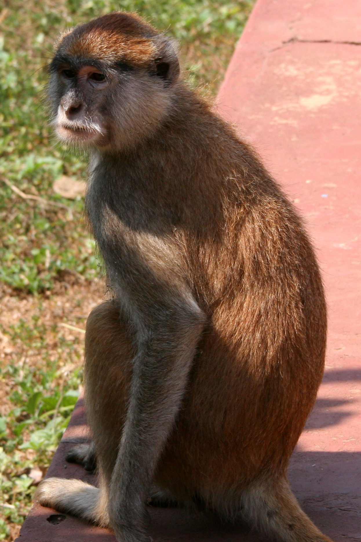 Image of Patas Monkey