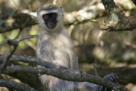 Image of Vervet Monkey