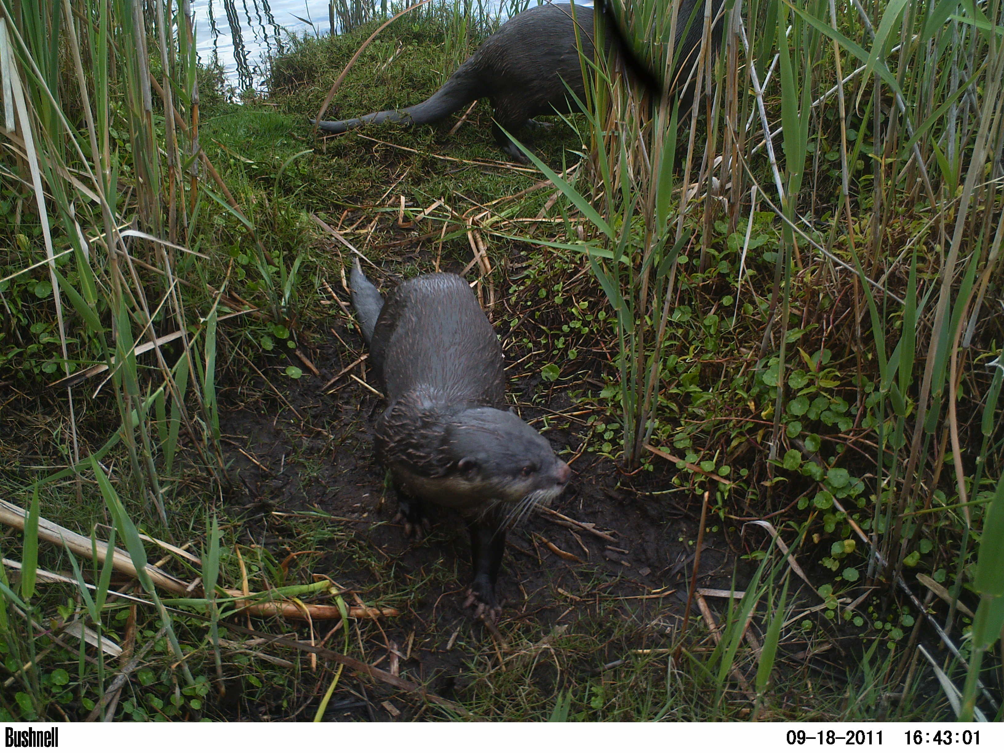 Image of Small-clawed otter