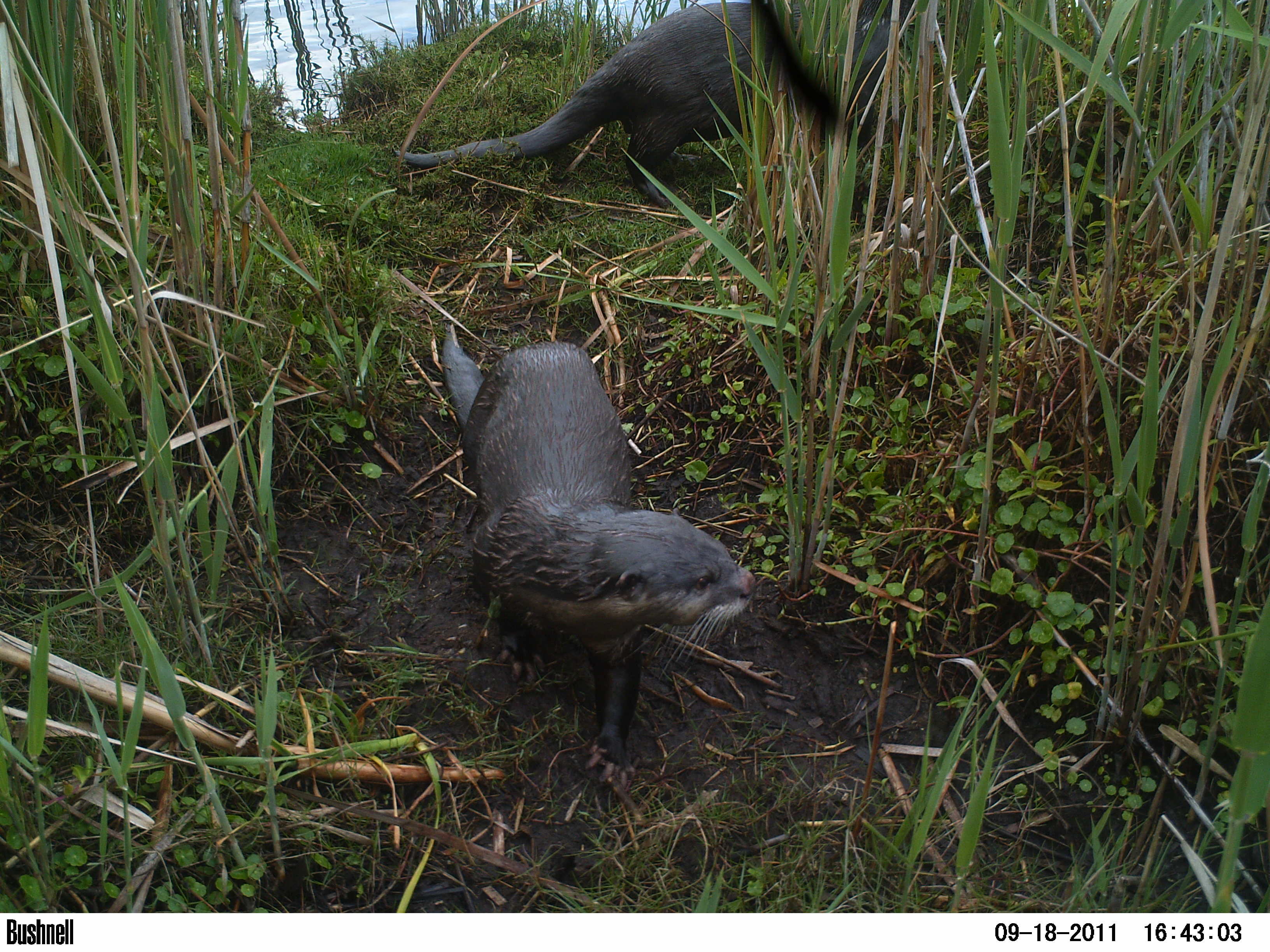 Image of Small-clawed otter