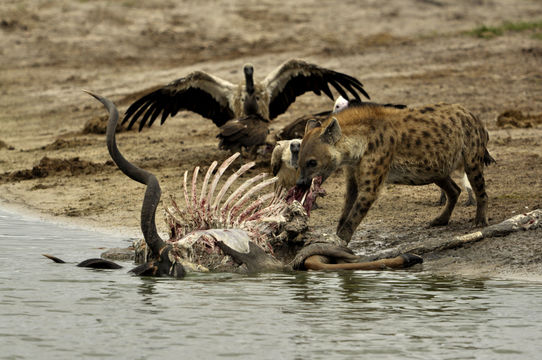 Image of Spotted Hyaenas