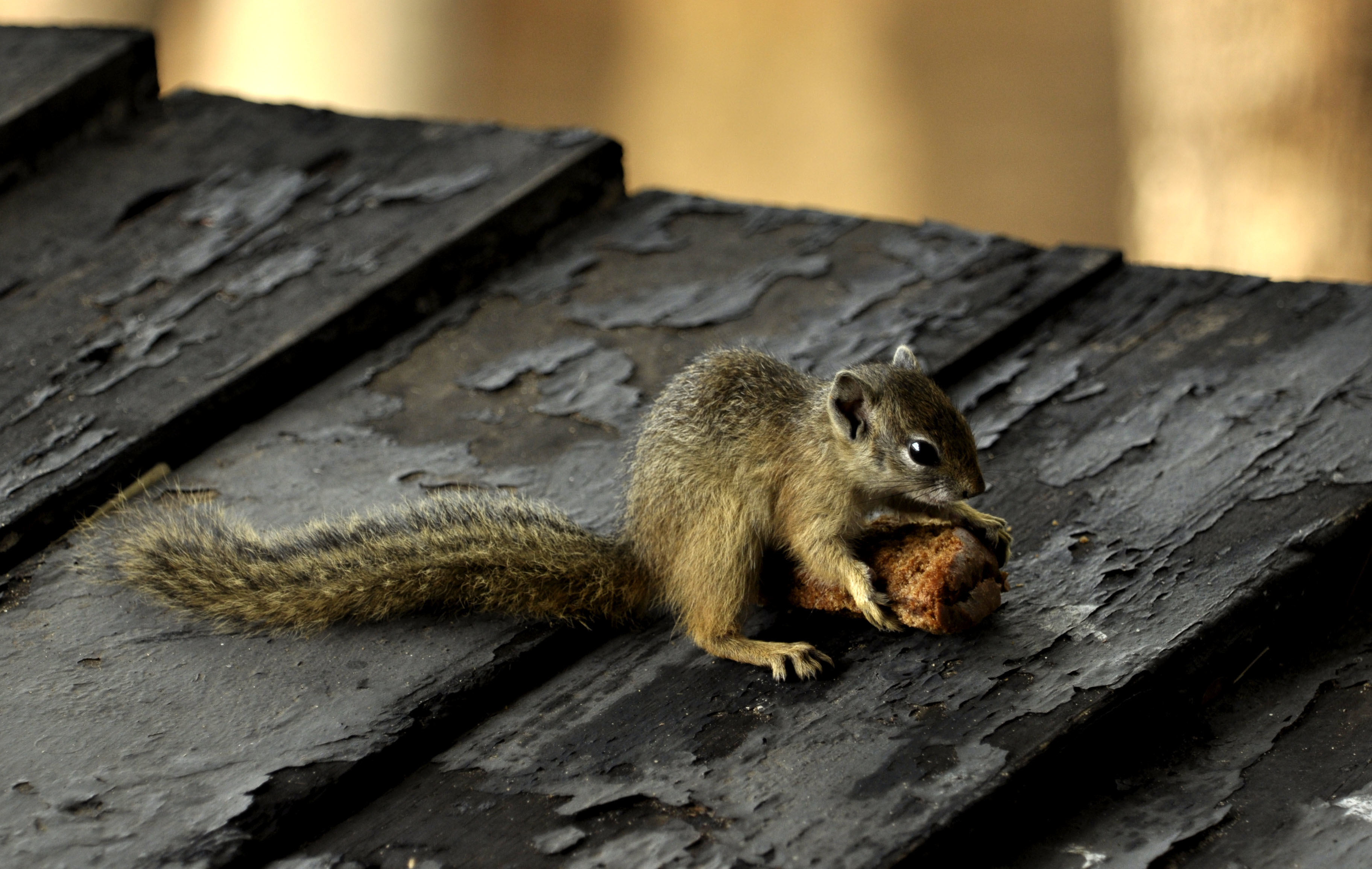 Image of Smith's Bush Squirrel