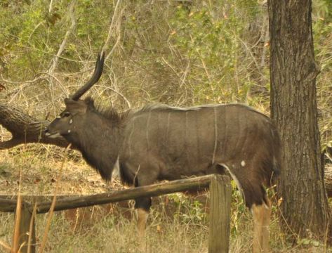 Image of Nyala