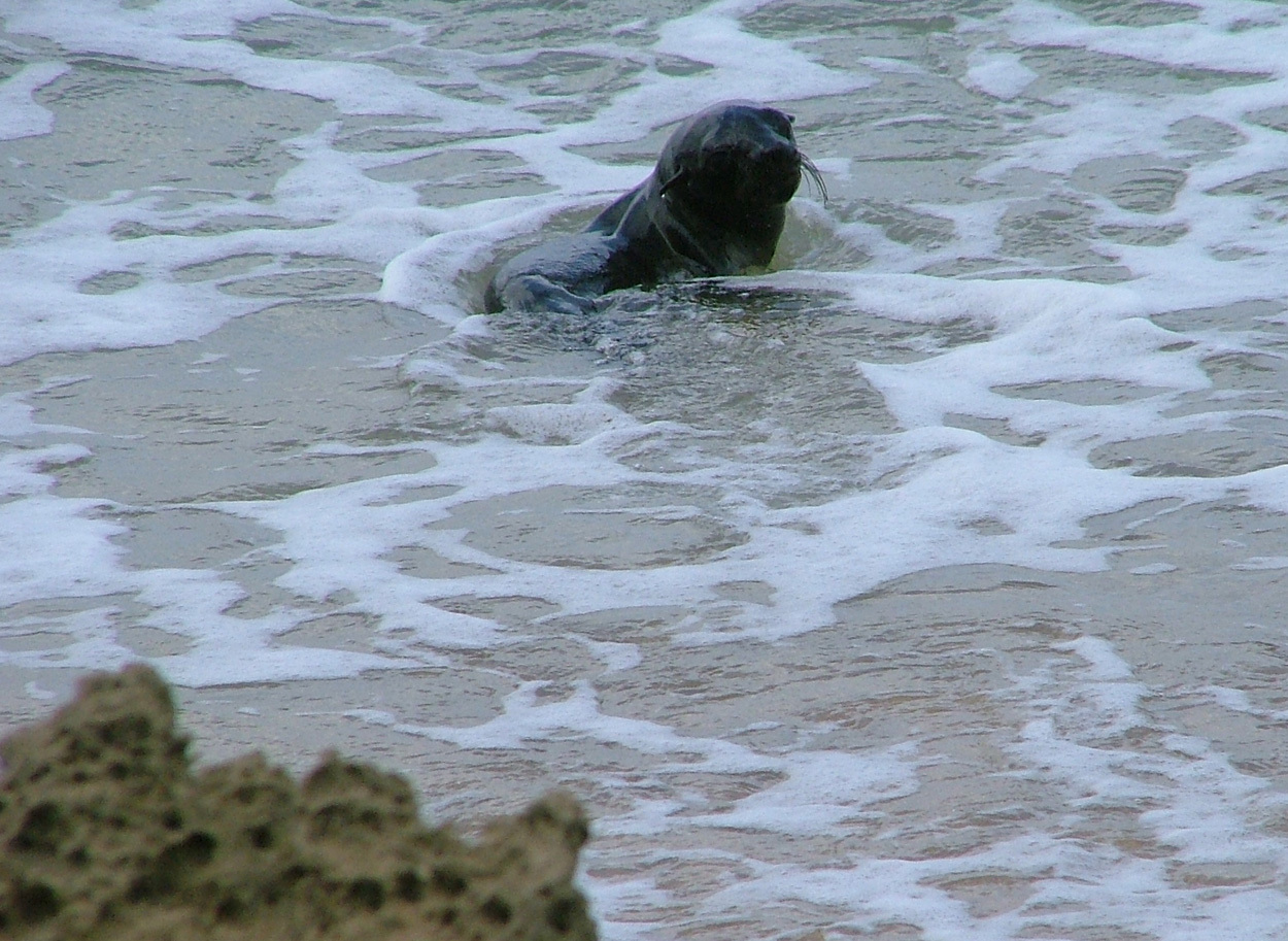 Image of Cape fur seal