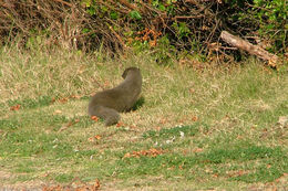 Image of Cape Gray Mongoose -- Small Grey Mongoose