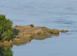 Image of Cape fur seal