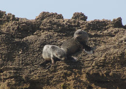 Image of Cape fur seal