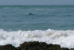 Image of Indian Humpback Dolphin