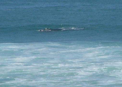 Image of Right whale