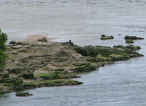 Image of Cape fur seal