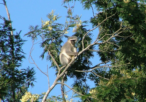 Image of Vervet Monkey