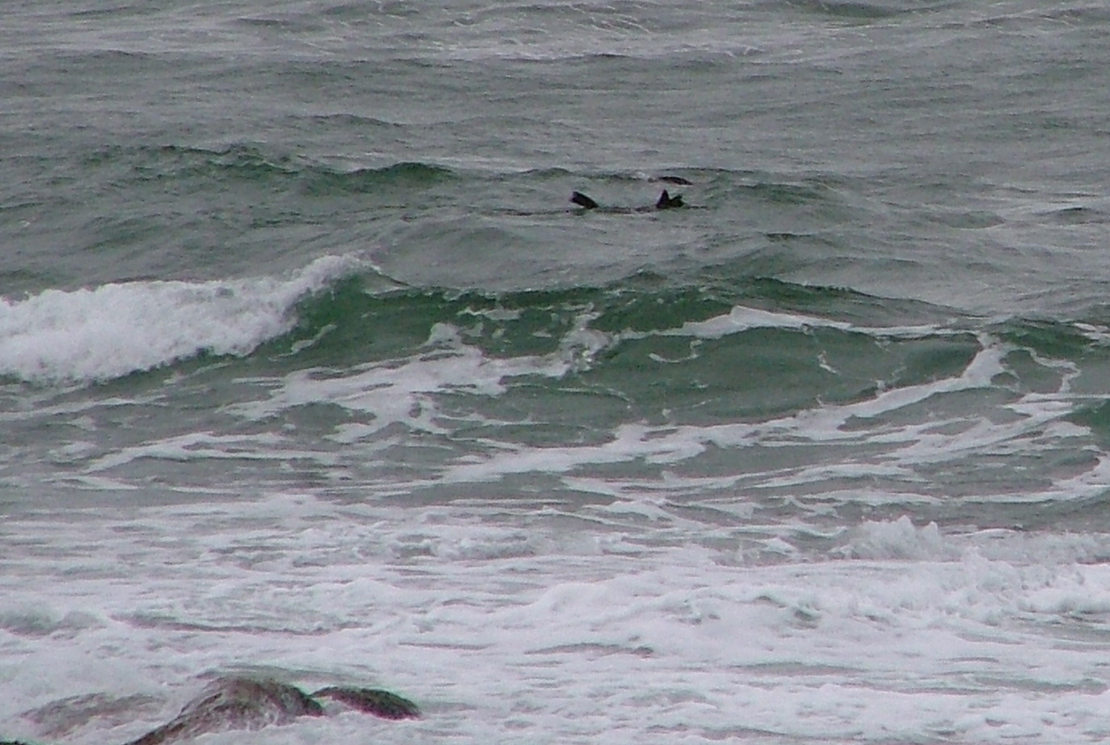 Image of Cape fur seal