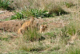 Image of Yellow Mongoose