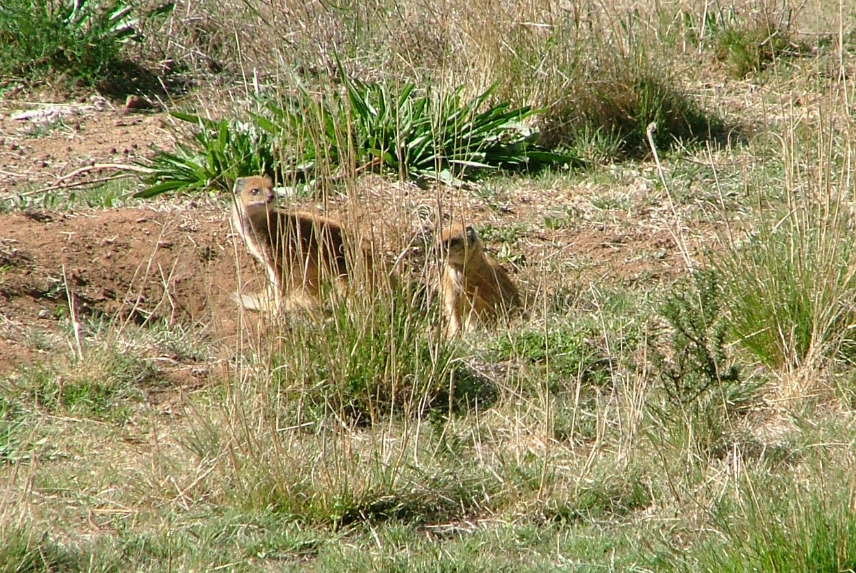 Image of Yellow Mongoose