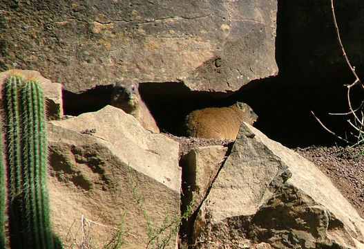 Image of Rock Hyrax