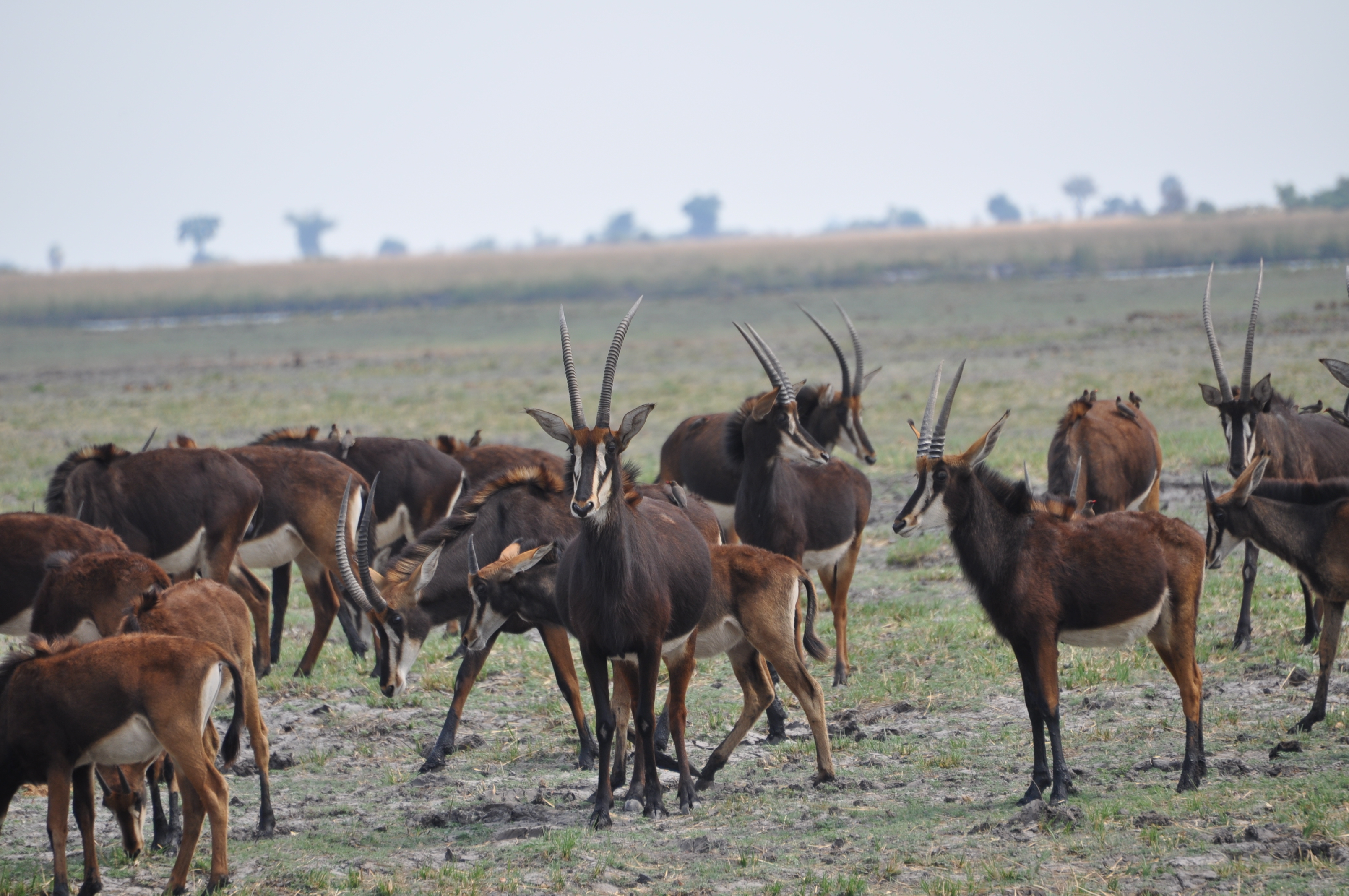 Image of Sable Antelope