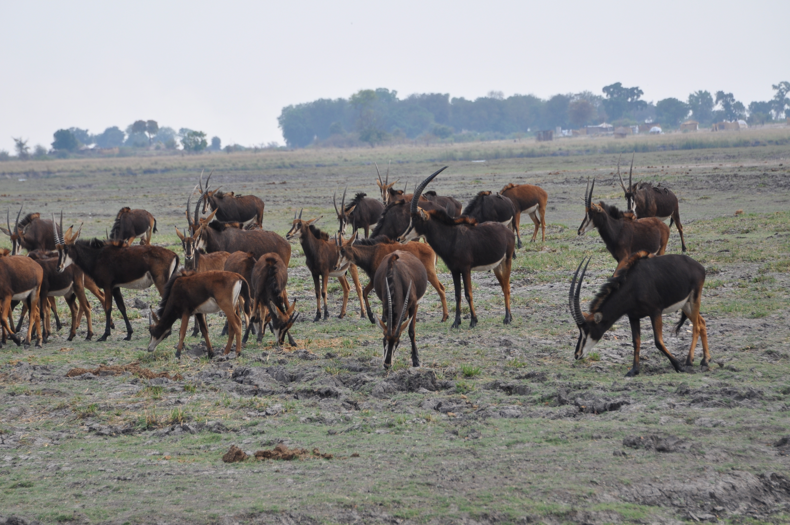 Image of Sable Antelope