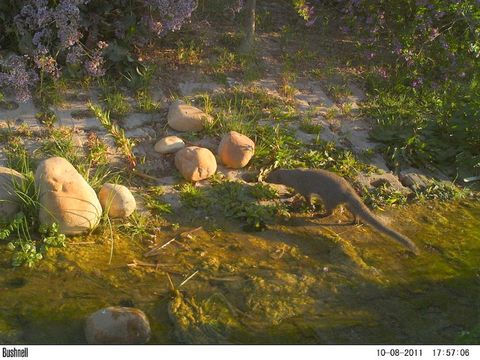 Image of Cape Gray Mongoose -- Small Grey Mongoose