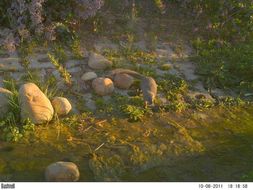 Image of Cape Gray Mongoose -- Small Grey Mongoose