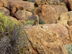 Image of Yellow Mongoose