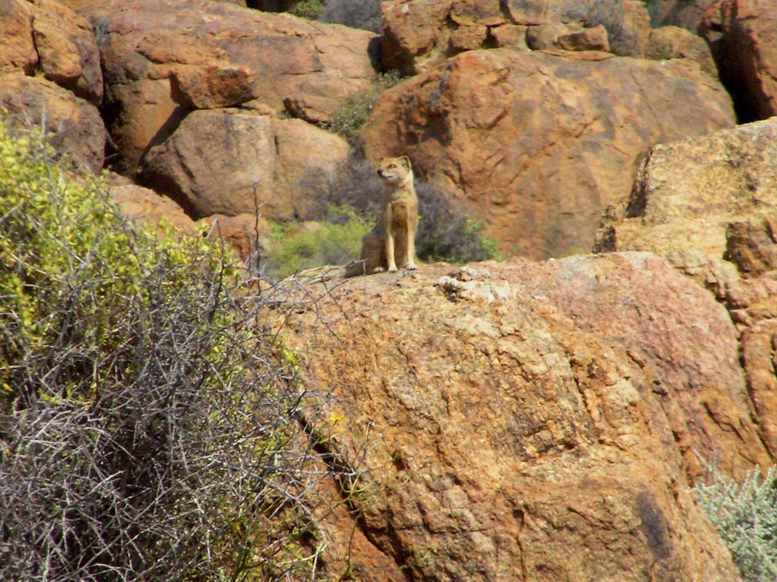 Image of Yellow Mongoose