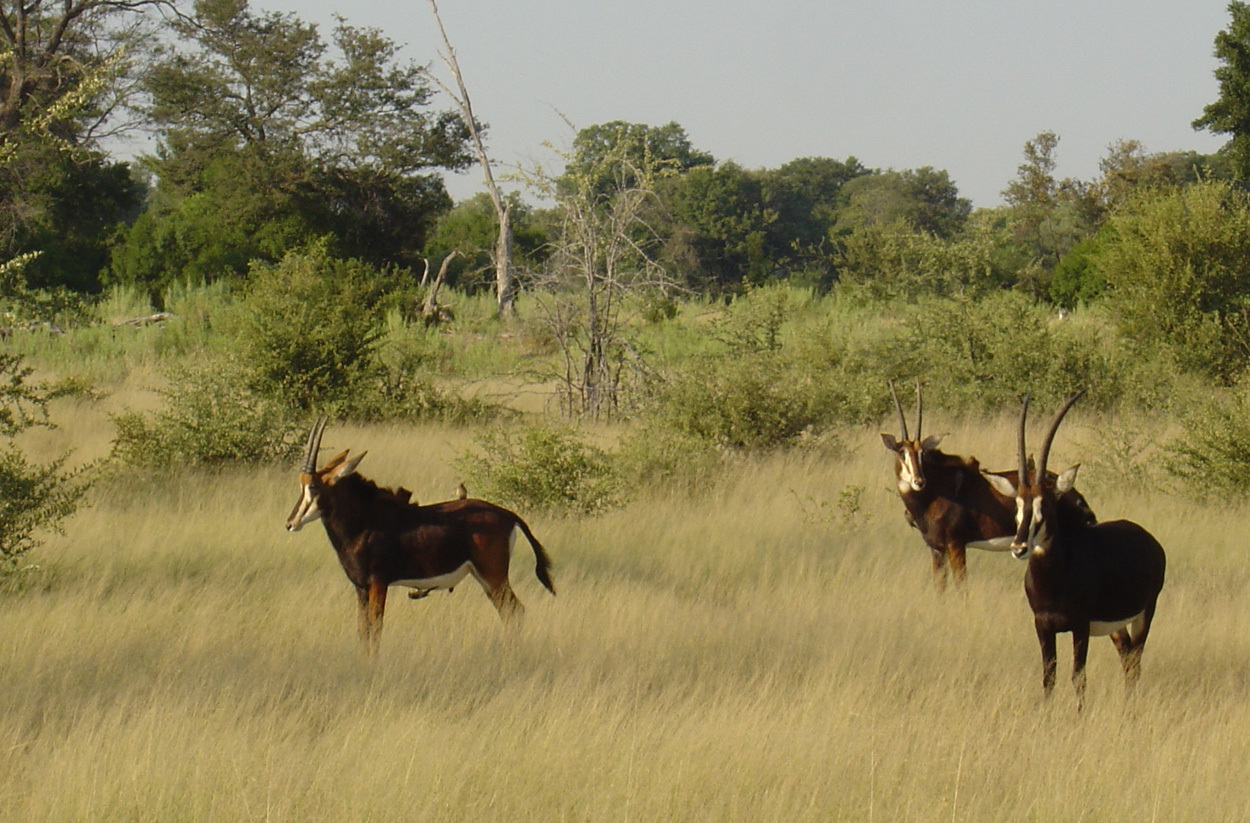 Image of Sable Antelope