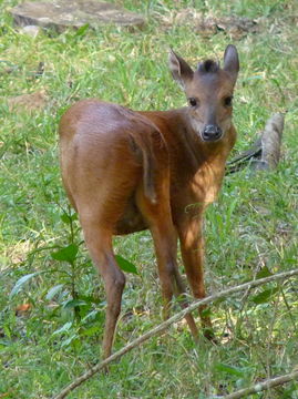 Image of Natal Duiker