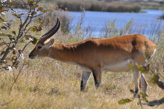 Image of Red Lechwe