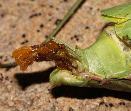 Image of Chinese Mantid