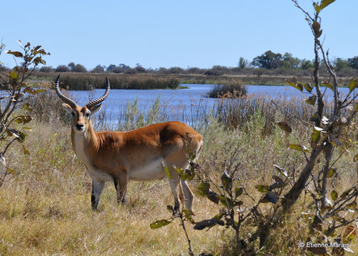 Image of Red Lechwe